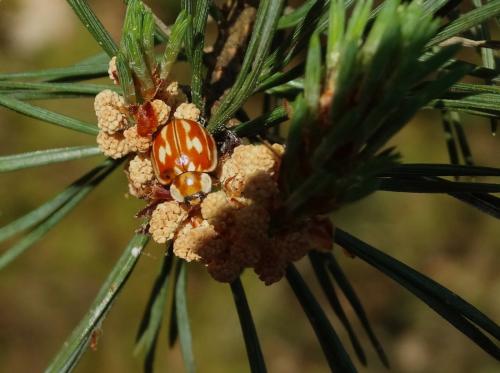 Myzia oblongoguttata